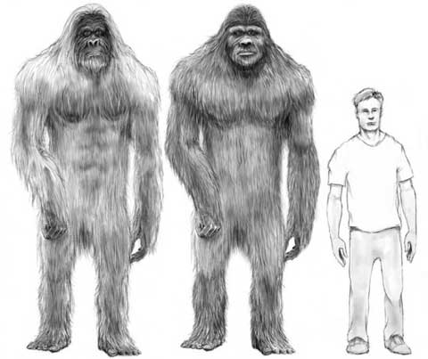 Bigfoot drawings