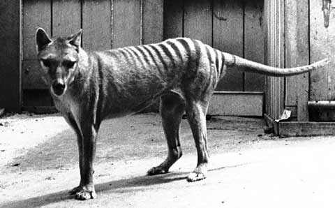 Black and white photo of the extinct Tasmanian Tiger photo